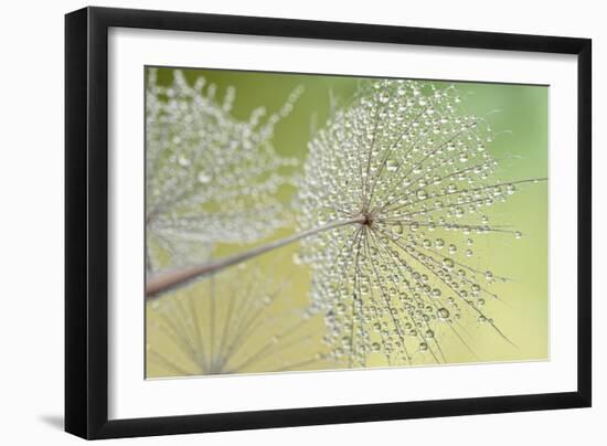 Dewy Dandelion-Cora Niele-Framed Photographic Print