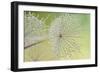 Dewy Dandelion-Cora Niele-Framed Photographic Print