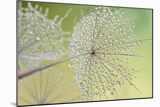 Dewy Dandelion-Cora Niele-Mounted Photographic Print