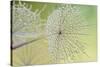 Dewy Dandelion-Cora Niele-Stretched Canvas