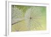 Dewy Dandelion-Cora Niele-Framed Photographic Print