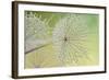 Dewy Dandelion-Cora Niele-Framed Photographic Print