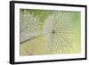 Dewy Dandelion-Cora Niele-Framed Photographic Print