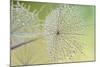 Dewy Dandelion-Cora Niele-Mounted Photographic Print