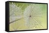 Dewy Dandelion-Cora Niele-Framed Stretched Canvas