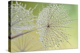 Dewy Dandelion-Cora Niele-Stretched Canvas