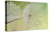 Dewy Dandelion-Cora Niele-Stretched Canvas