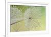 Dewy Dandelion-Cora Niele-Framed Photographic Print