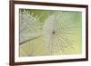 Dewy Dandelion-Cora Niele-Framed Photographic Print