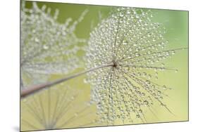 Dewy Dandelion-Cora Niele-Mounted Photographic Print