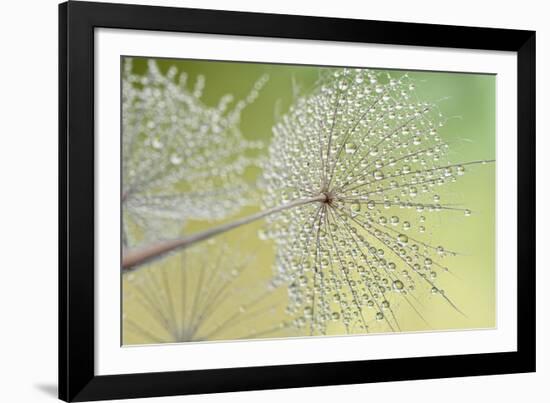 Dewy Dandelion-Cora Niele-Framed Photographic Print