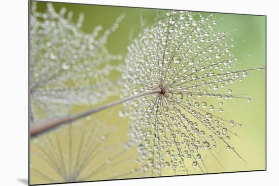 Dewy Dandelion-Cora Niele-Mounted Photographic Print