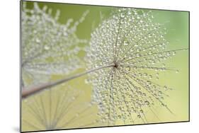 Dewy Dandelion-Cora Niele-Mounted Photographic Print