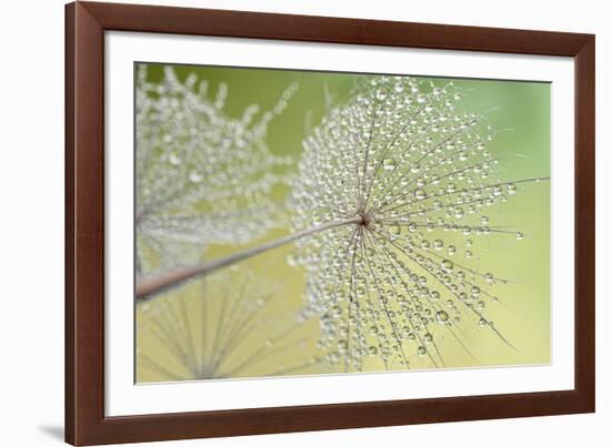 Dewy Dandelion-Cora Niele-Framed Photographic Print