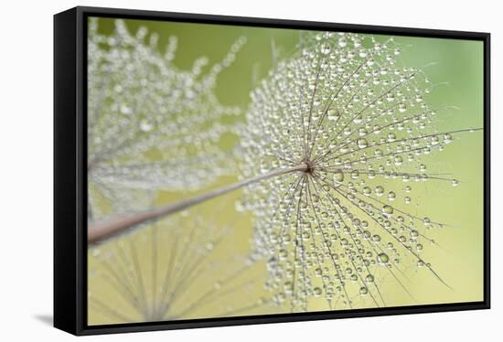 Dewy Dandelion-Cora Niele-Framed Stretched Canvas