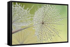 Dewy Dandelion-Cora Niele-Framed Stretched Canvas