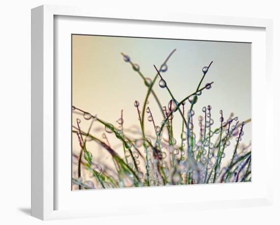 Dewy Grass-Cora Niele-Framed Photographic Print