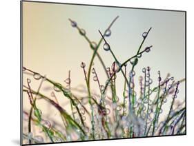 Dewy Grass-Cora Niele-Mounted Photographic Print