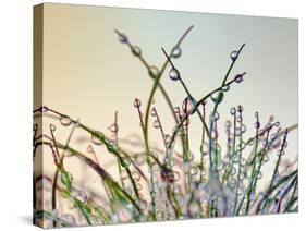 Dewy Grass-Cora Niele-Stretched Canvas