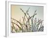 Dewy Grass-Cora Niele-Framed Photographic Print