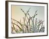 Dewy Grass-Cora Niele-Framed Photographic Print