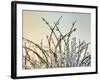 Dewy Grass-Cora Niele-Framed Photographic Print