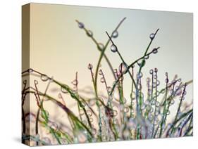 Dewy Grass-Cora Niele-Stretched Canvas