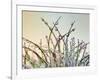 Dewy Grass-Cora Niele-Framed Photographic Print