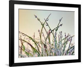 Dewy Grass-Cora Niele-Framed Photographic Print