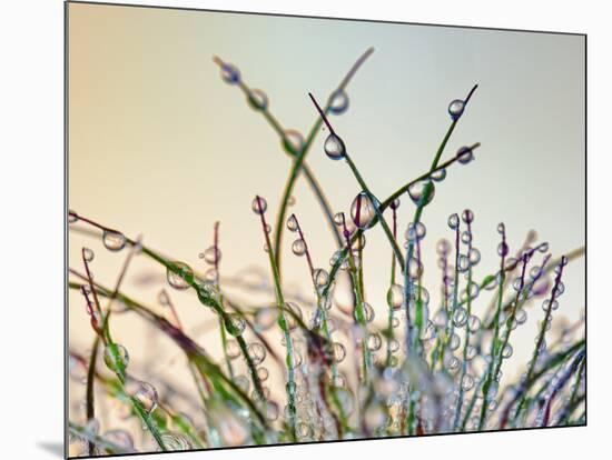 Dewy Grass-Cora Niele-Mounted Photographic Print