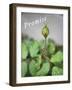 Dewy Rosebud-Nicole Katano-Framed Photo