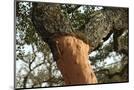 Wood Mount