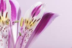 Pink Gerbera Flower Blossom-Deyan Georgiev-Photographic Print