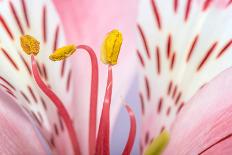 Pink Gerbera Flower Blossom-Deyan Georgiev-Photographic Print