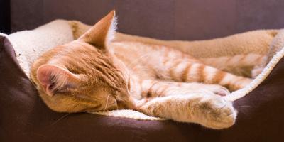 Sleeping Orange Cat in Cat Bed