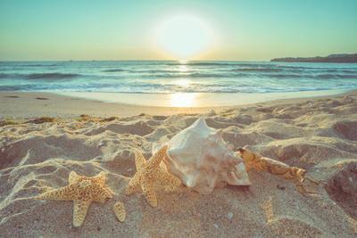 Starfish and Shells on the Beach at Sunrise