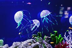 Beautiful Jellyfish, Medusa in the Neon Light with the Fishes. Aquarium with Blue Jellyfish and Lot-Dezay-Framed Photographic Print