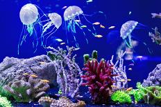 Beautiful Jellyfish, Medusa in the Neon Light with the Fishes. Aquarium with Blue Jellyfish and Lot-Dezay-Photographic Print