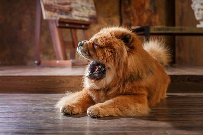 Chau Chau Preloved Chow Chow Chau Chau Dog Breed Mini Chow Chow