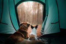 Two Dogs on the Lake in the Morning in the Fog. Animals Breed Nova Scotia Duck Tolling Retriever, T-Dezy-Photographic Print