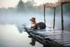 Two Dogs on the Lake in the Morning in the Fog. Animals Breed Nova Scotia Duck Tolling Retriever, T-Dezy-Framed Photographic Print