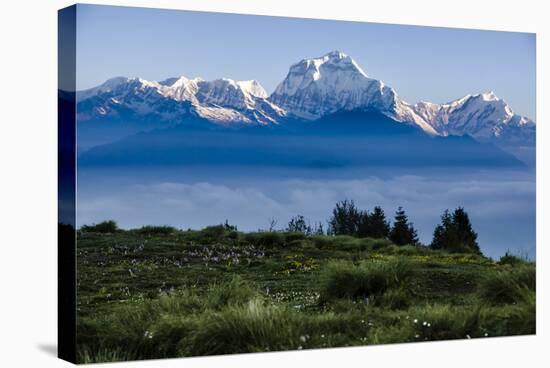 Dhaulagiri, an 8000 Meter Peak in the Morning Sun, Poon Hill, Annapurna Circuit, Ghorepani, Nepal-Dan Holz-Stretched Canvas