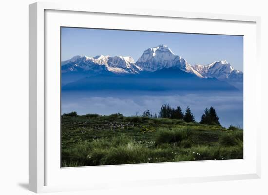 Dhaulagiri, an 8000 Meter Peak in the Morning Sun, Poon Hill, Annapurna Circuit, Ghorepani, Nepal-Dan Holz-Framed Photographic Print