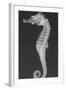 Dhiho’S Seahorse-Sandra J. Raredon-Framed Art Print