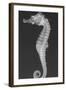 Dhiho’S Seahorse-Sandra J. Raredon-Framed Art Print
