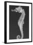 Dhiho’S Seahorse-Sandra J. Raredon-Framed Art Print