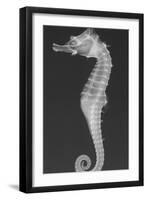 Dhiho’S Seahorse-Sandra J. Raredon-Framed Art Print