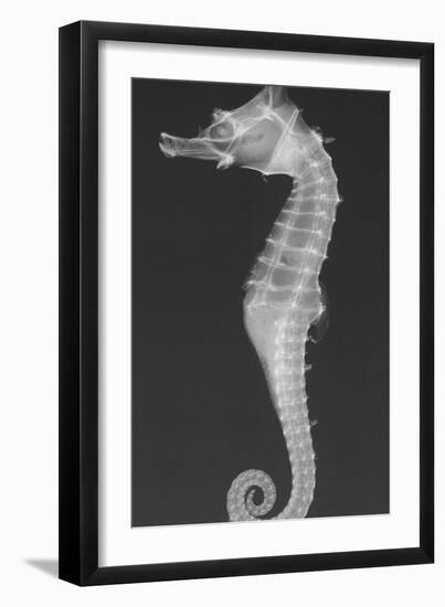 Dhiho’S Seahorse-Sandra J. Raredon-Framed Art Print