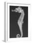 Dhiho’S Seahorse-Sandra J. Raredon-Framed Art Print