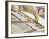 Dhobi Wallah Drying Laundry, Ghats, Varanasi, Uttar Pradesh, India, Asia-Wendy Connett-Framed Photographic Print